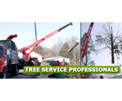 Reliable Commercial Tree Removal in Morris County, NJ