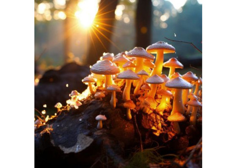 Magic mushrooms spiritual guide in Scottsdale