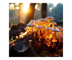 Magic mushrooms spiritual guide in Scottsdale