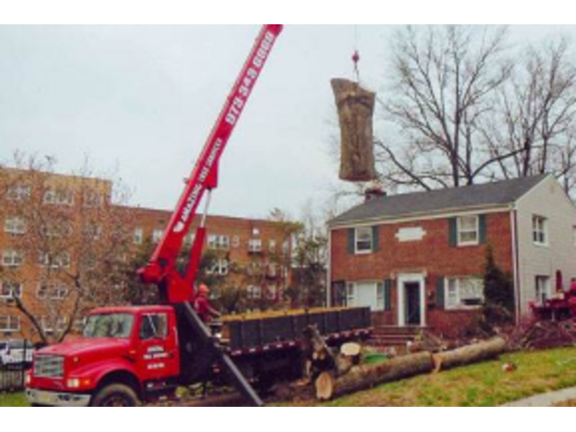 Tree Removal Service in NJ – Safe & Reliable