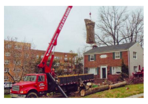 Tree Removal Service in NJ – Safe & Reliable