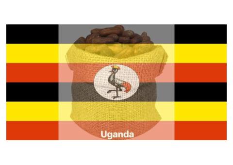 Exportateurs de Cacao