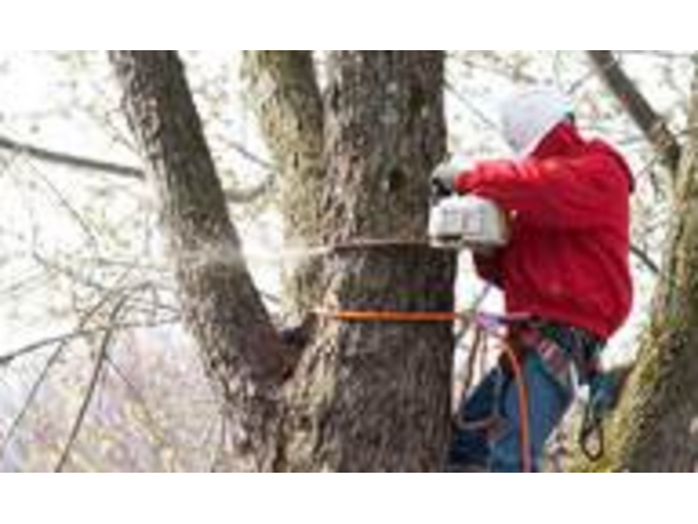 Professional Tree Company in Essex County, NJ