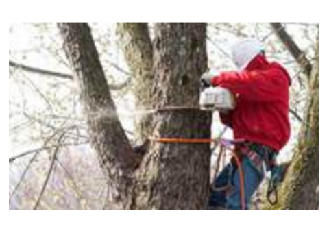 Professional Tree Company in Essex County, NJ