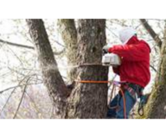 Professional Tree Company in Essex County, NJ