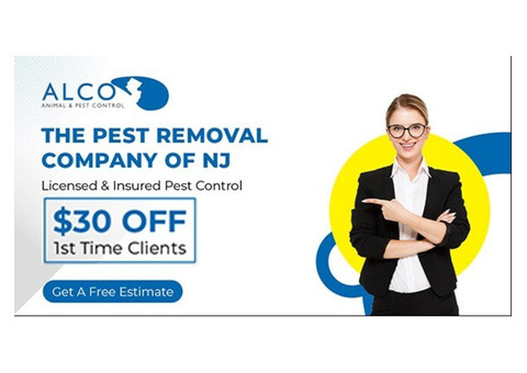 Safe Bee Removal in NJ