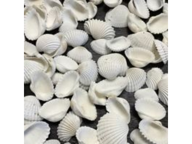 Affordable Sundial Shells for Artists