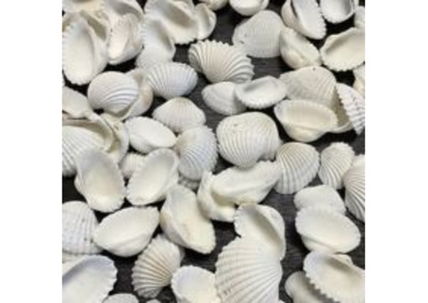 Affordable Sundial Shells for Artists