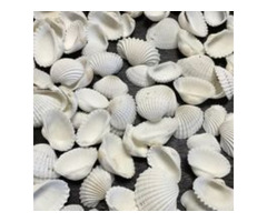 Affordable Sundial Shells for Artists