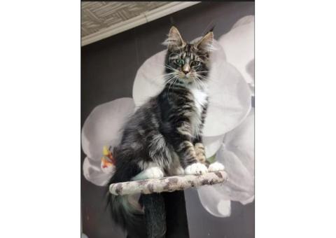 Maine coon Kittens For Sale