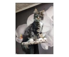 Maine coon Kittens For Sale