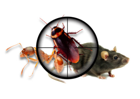 Exterminateur Fourmis Mirabel – 911 Exterminaction