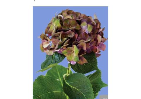 #1 Dedicated Fresh Floral Marketing Consultant in Florida