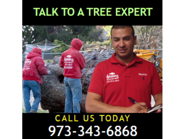 Affordable Tree Removal Estimate in NJ – Get Yours Today!
