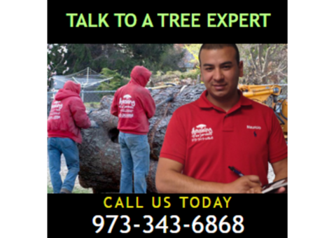 Affordable Tree Removal Estimate in NJ – Get Yours Today!