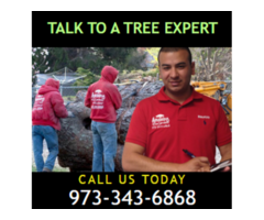Affordable Tree Removal Estimate in NJ – Get Yours Today!