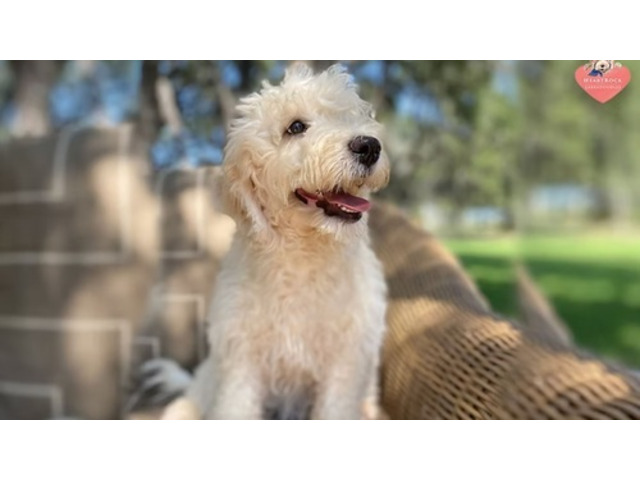 Premium Labradoodle Puppies In Texas