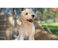 Premium Labradoodle Puppies In Texas