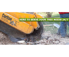 Professional Stump Removal in NJ – Amazing Tree Services