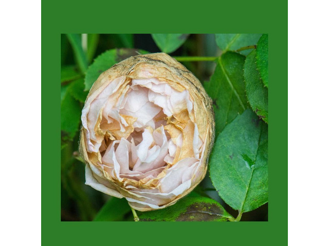 Pests On Rose Plants