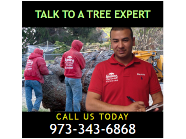 Tree Removal Estimate in Morris County, NJ – Amazing Tree Services