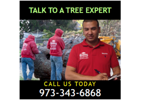 Tree Removal Estimate in Morris County, NJ – Amazing Tree Services