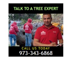 Tree Removal Estimate in Morris County, NJ – Amazing Tree Services