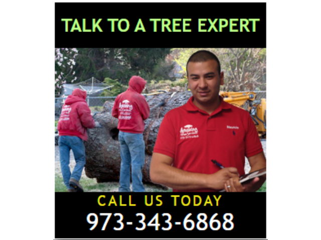 Tree Removal Cost in NJ – Amazing Tree Services
