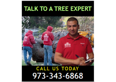 Tree Removal Cost in NJ – Amazing Tree Services