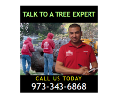 Tree Removal Cost in NJ – Amazing Tree Services