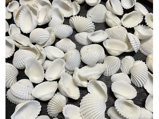 Seashells for Sale in Bulk