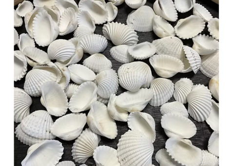 Seashells for Sale in Bulk