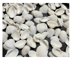 Seashells for Sale in Bulk