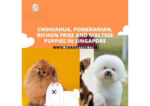 Toy Poodle Puppies in Singapore