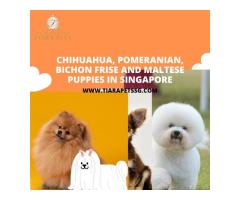 Toy Poodle Puppies in Singapore