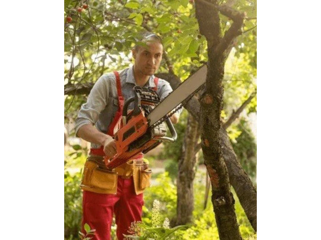 Residential Tree Trimming Services