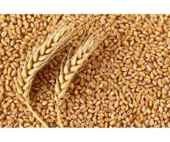 Grain Supplier