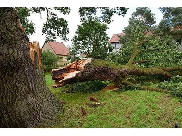 Complete Tree Debris Removal for a Clean Property