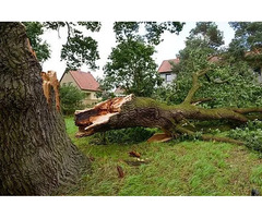 Complete Tree Debris Removal for a Clean Property