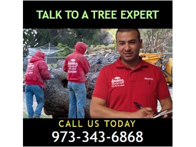 Tree Removal Estimate in NJ – Professional & Reliable Service