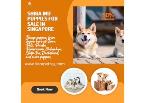Shiba Inu Puppies for Sale in Singapore