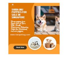 Shiba Inu Puppies for Sale in Singapore