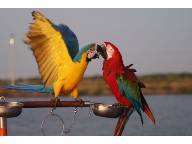 Hand-Raised Parrots for Sale – ParrotPro Breeders