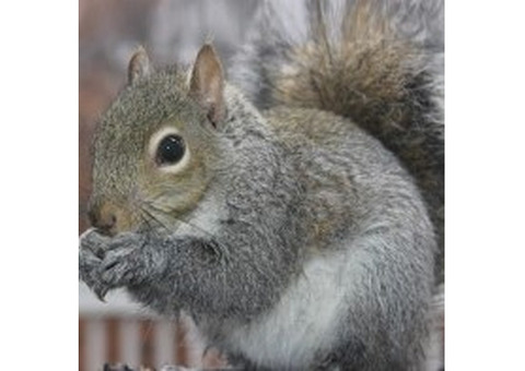 Expert Squirrel Control in Bergen County, NJ – Safe and Effective