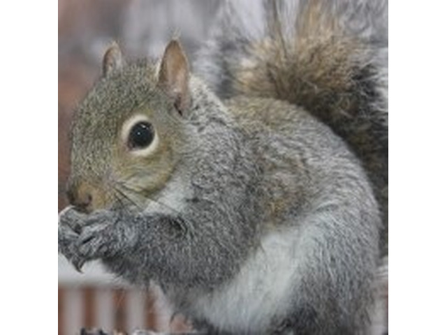 Expert Squirrel Removal in Essex County, NJ – Safe and Reliable