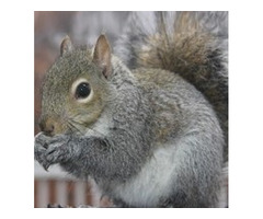 Expert Squirrel Removal in Essex County, NJ – Safe and Reliable