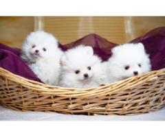 Micro Teacup Poodle Puppies for Sale