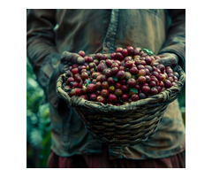Direct Trade Colombian Coffee: Pure Quality from Farm to Cup