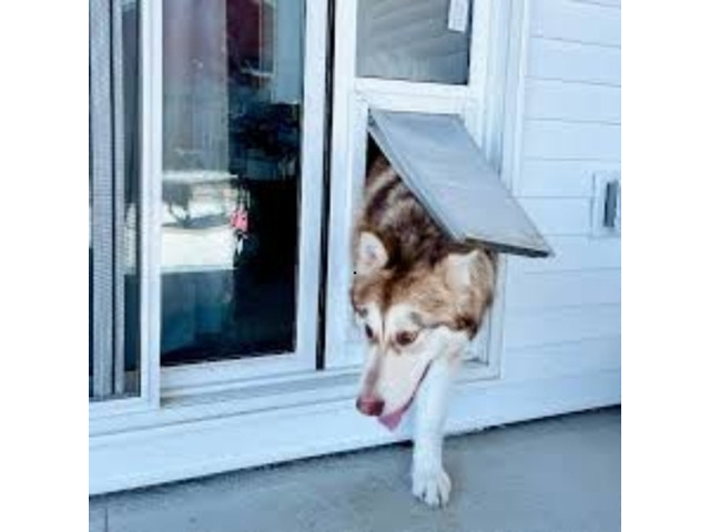 Expert Solutions for Safe and Seamless Pet Door Installation