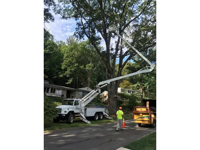 Tree Trimming And Removal Services